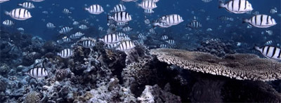 Коралловые рифы Туббатаха