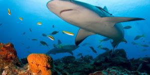 Опасные пляжи в Северной Америке, Рифовые акулы