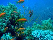 Коралловый риф Красного моря