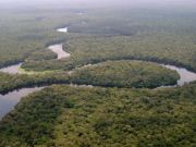 Лес бассейна реки Конго