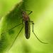 Лихорадка Денге передается с комариными укусами
