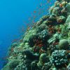 Коралловые рифы на Филиппинах. Национальный морской парк Туббатаха